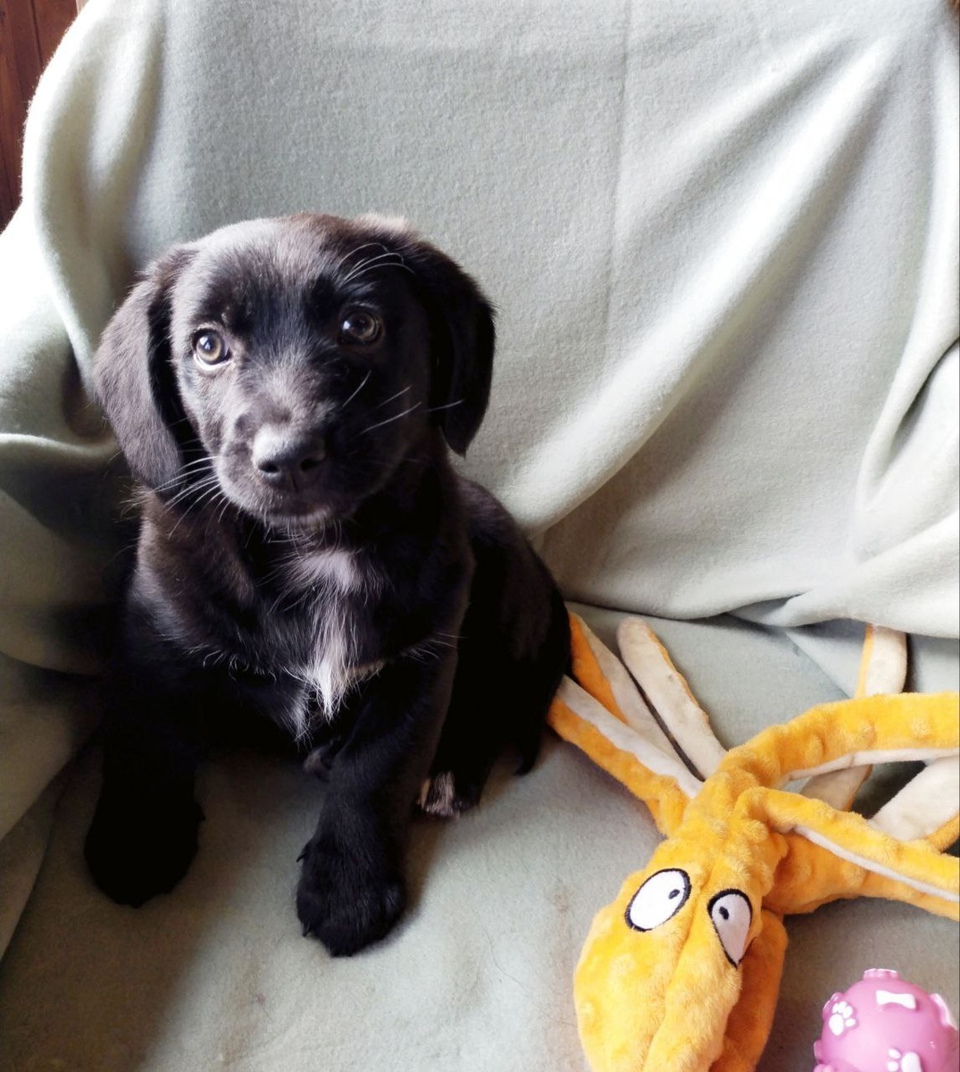 Бэсси, спокойная девочка, очень ориентирована на человека. У неё потрясающе красивые топазовые глаза и шёлковая шерстка. 