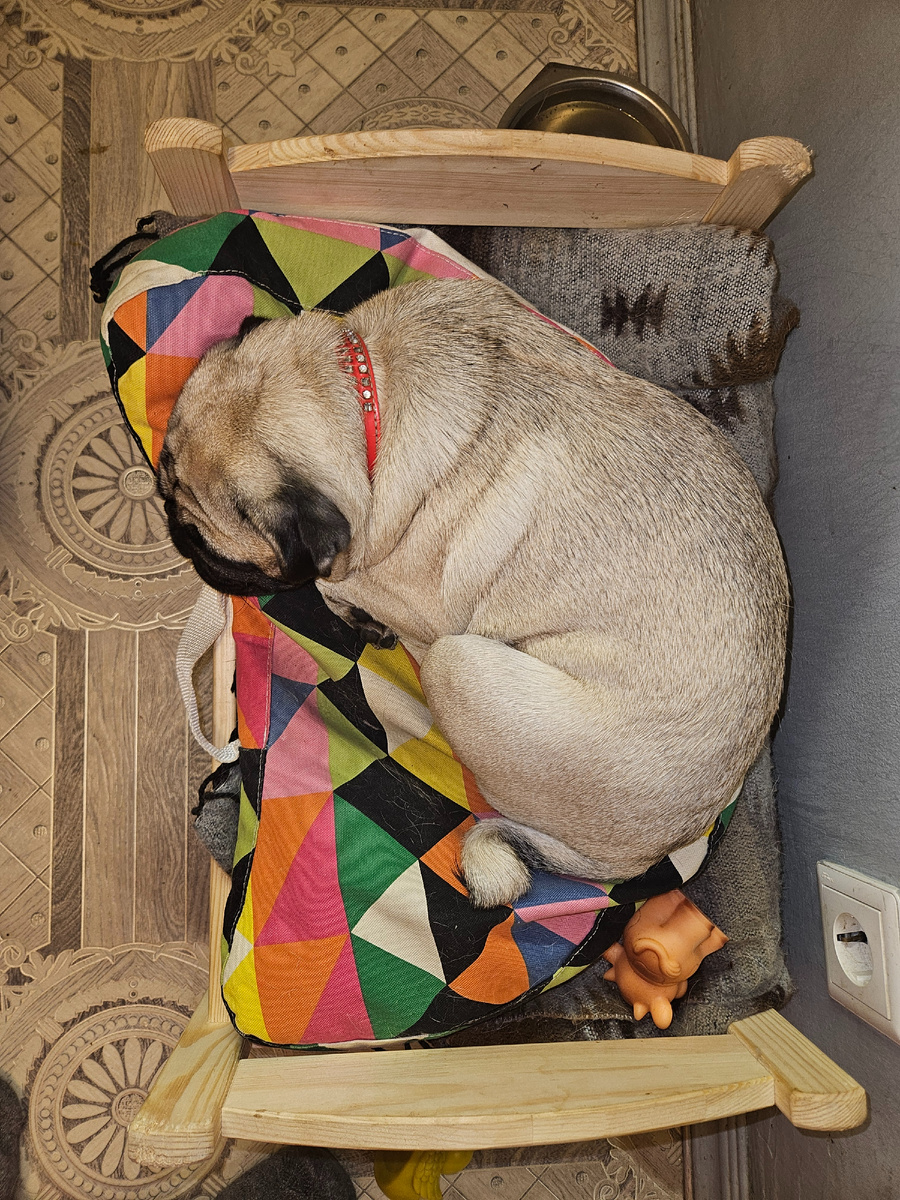 Дуся в промежуточном состоянии между сном и бодрствованием.Смешиваются два типа волн: альфа и тета