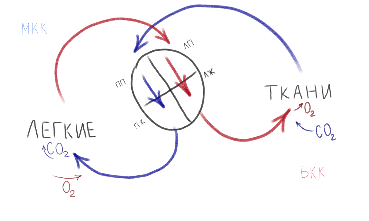 Схема кругов кровообращения. Сокращения: МКК - малый круг кровообращения. БКК - большой круг кровообращения. О2 - кислород. СО2 - углекислый газ. ПП - правое предсердие. ПЖ - правый желудочек. ЛП - левое предсердие. ЛЖ - левый желудочек