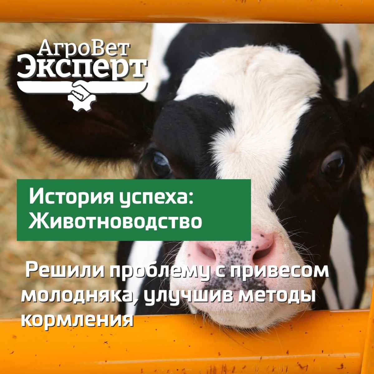 Увеличение среднесуточного привеса телят в возрасте до 6 месяцев с 0,70 до 0,95 кг. 