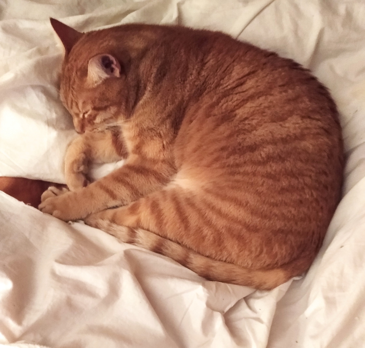 Личное  фото. 