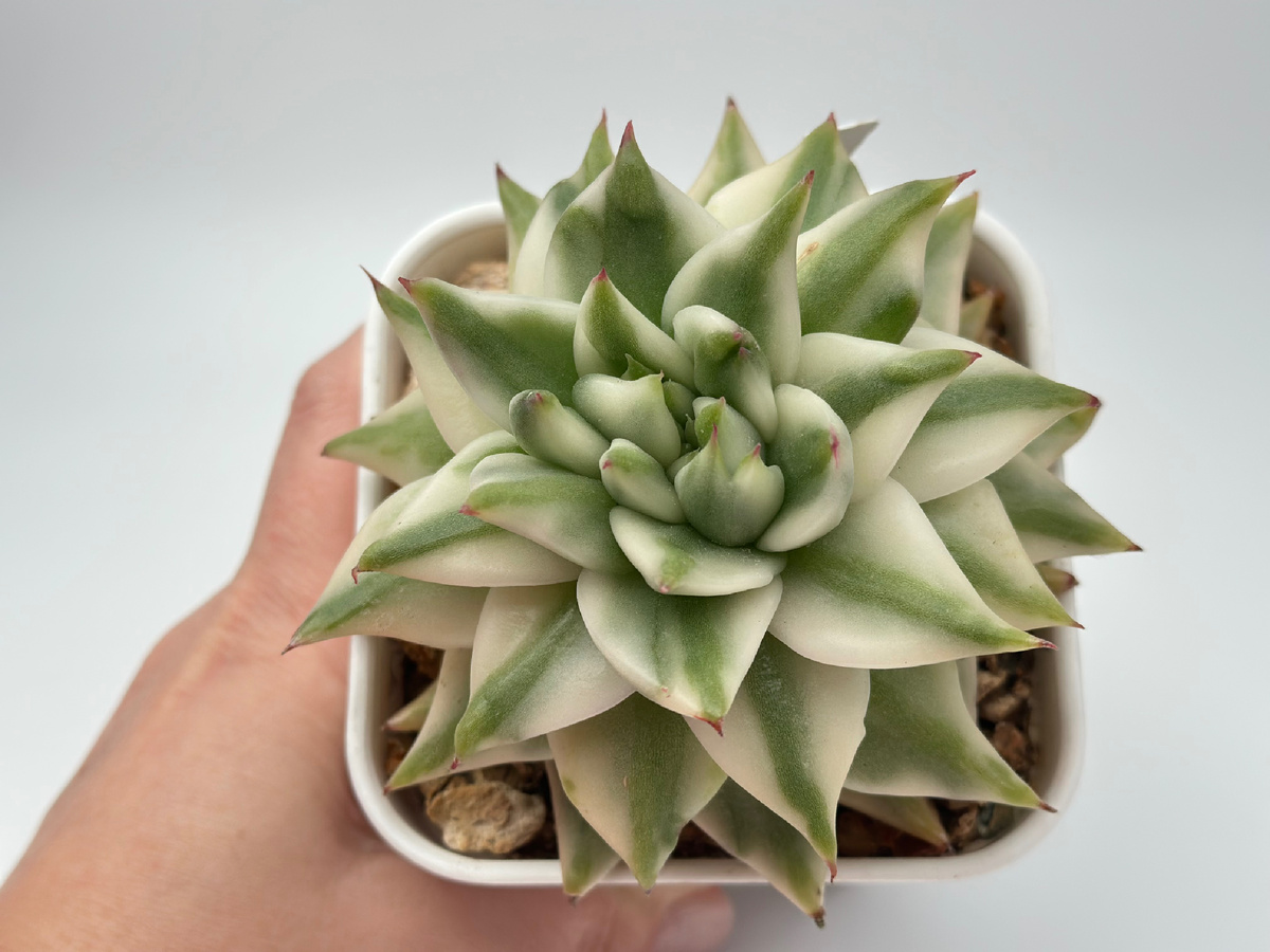 Ехеверия Елк Хорн