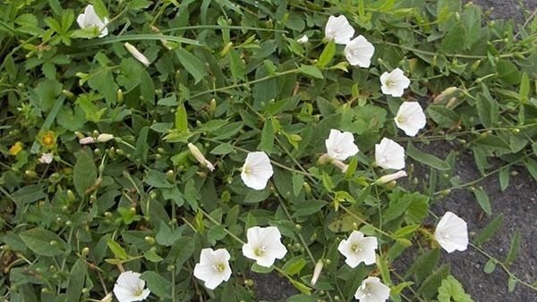 Вьюн полевой. Фото с pinterest.com