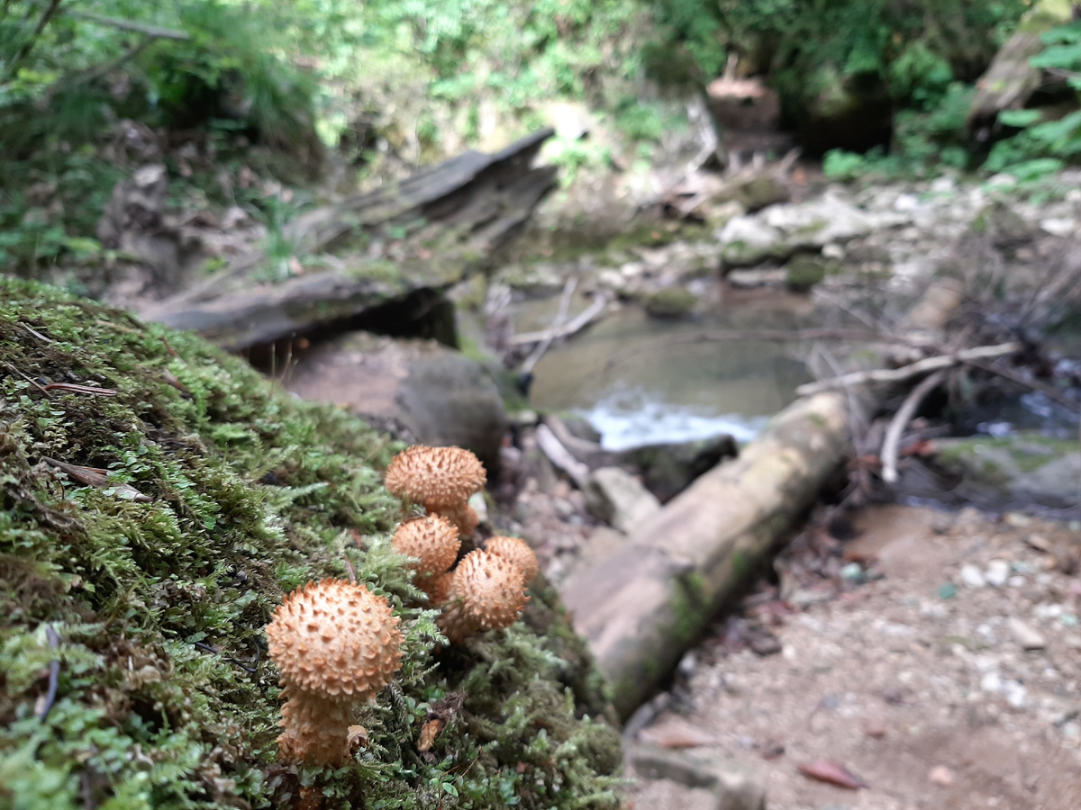 Грибы-дождевички. Я в грибах не сильна, если не верно определила-поправьте, пожалуйста