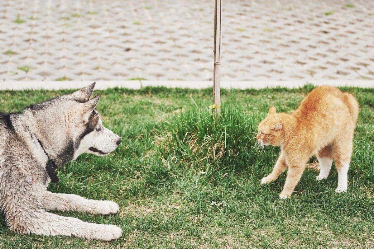 Кошка боится собаку 