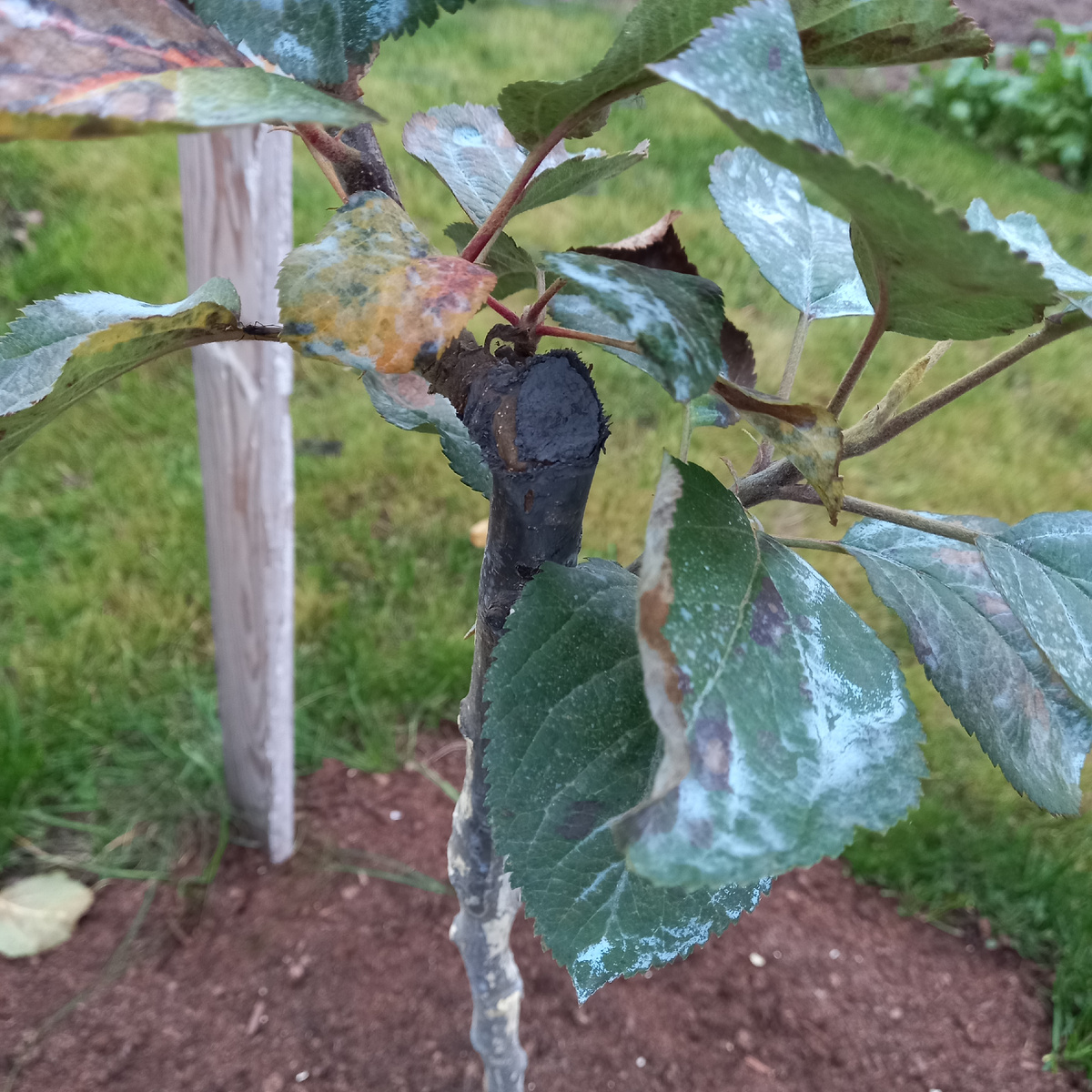 яблоня после обработки бордоской смесью