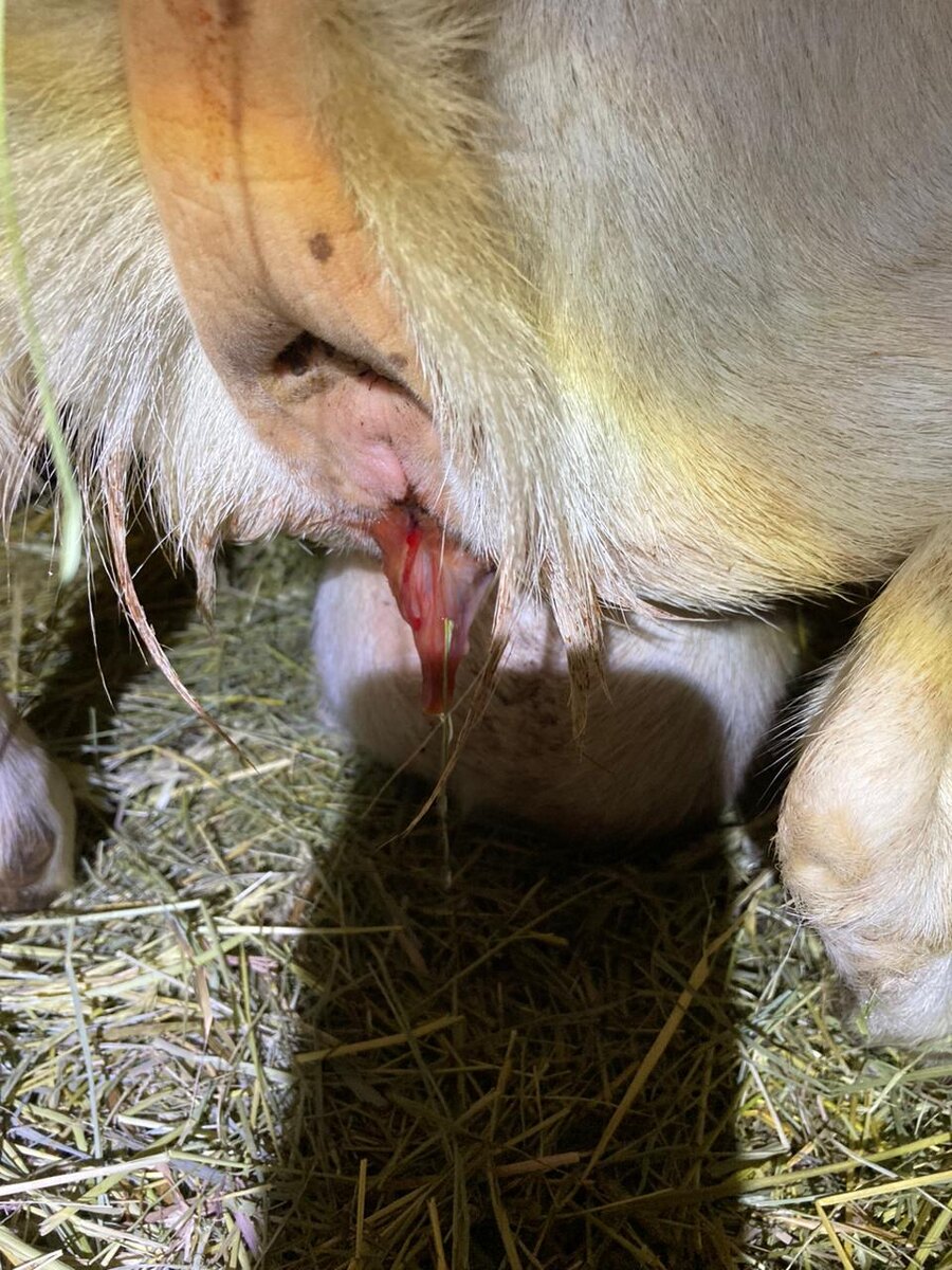 Фото любезно предоставлено владельцем животного