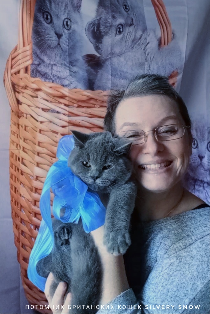 Питомник британских кошек Silvery Snow