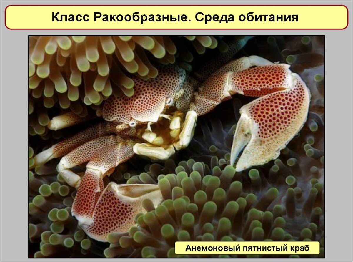 Слайд из презентации к уроку