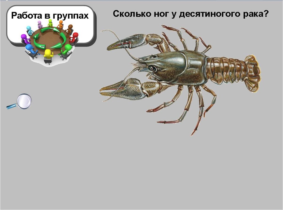 Слайд для затравки - подумать и через спикера сообщить классу. Клик по значку лупы вызывает на экран схему конечностей рака (фото будет ниже)