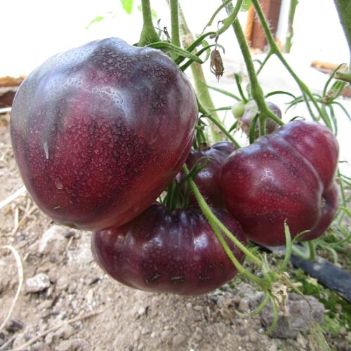 фото из Интернета