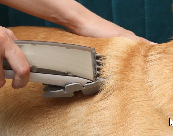 Стрижка собак дома