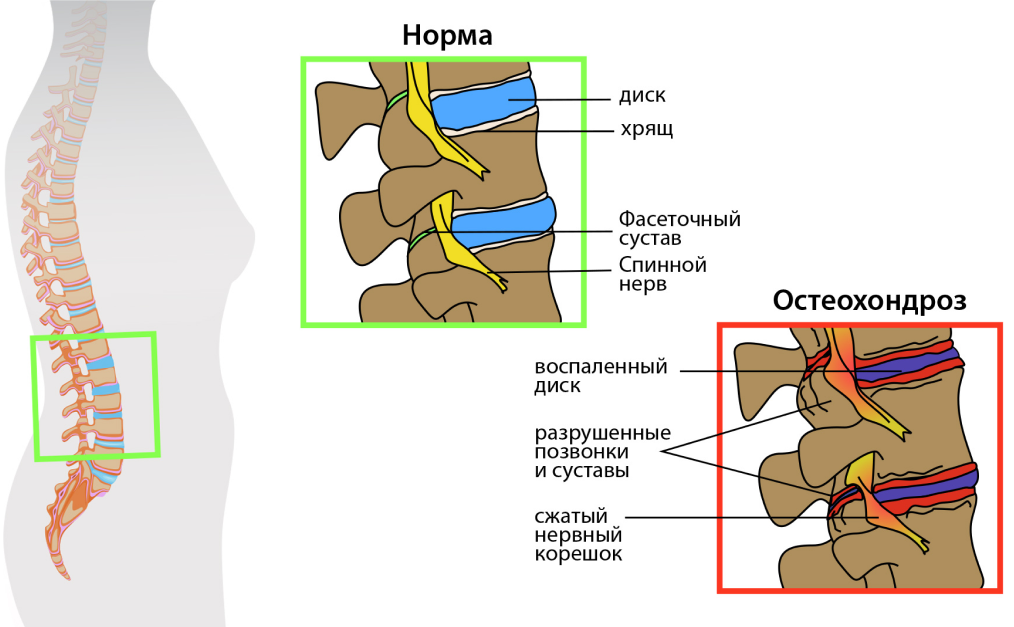 фото источник https://cytamins.ru
