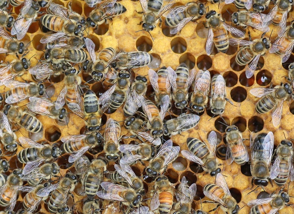 Пчеломатки карпатской породы