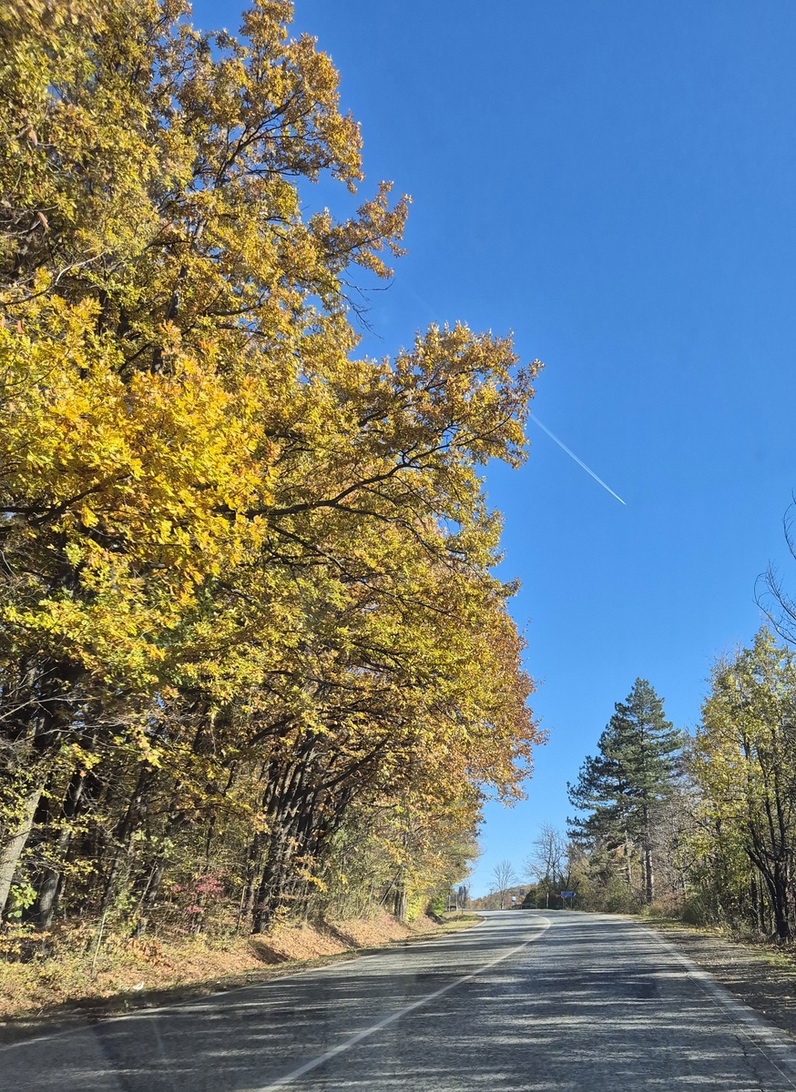 Деревья уже активно облетают, но часть из них все еще радует глаз яркими осенними красками.