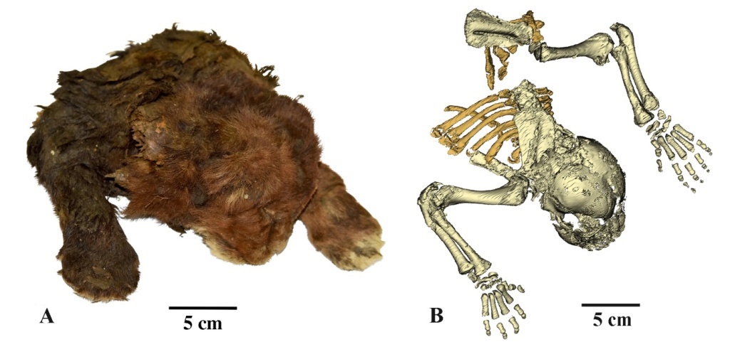 Мерзлая мумия детеныша гомотерия (Homotherium latidens), Россия, Якутия, р. Бадяриха, верхний плейстоцен: А – внешний вид; B – скелет (компьютерная томография).