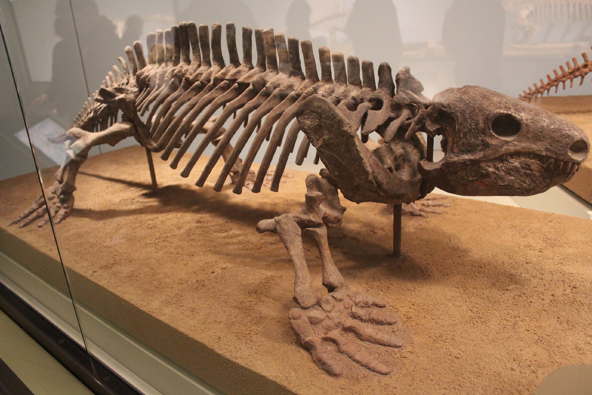 Скелет диаспарактуса.