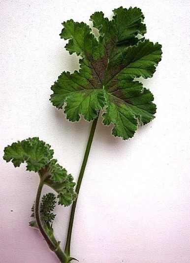 Да, это лист того самого мятного шоколада 😄😄😄