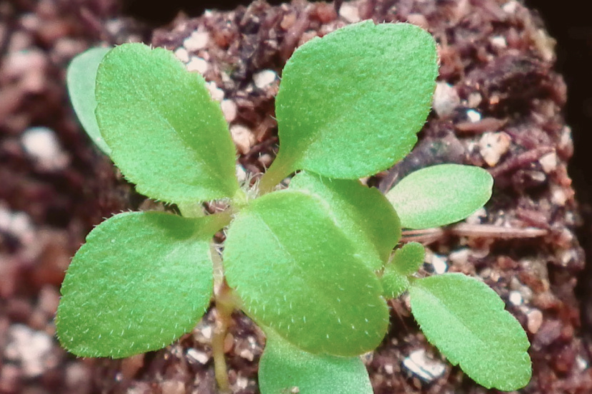 Всходы стевии