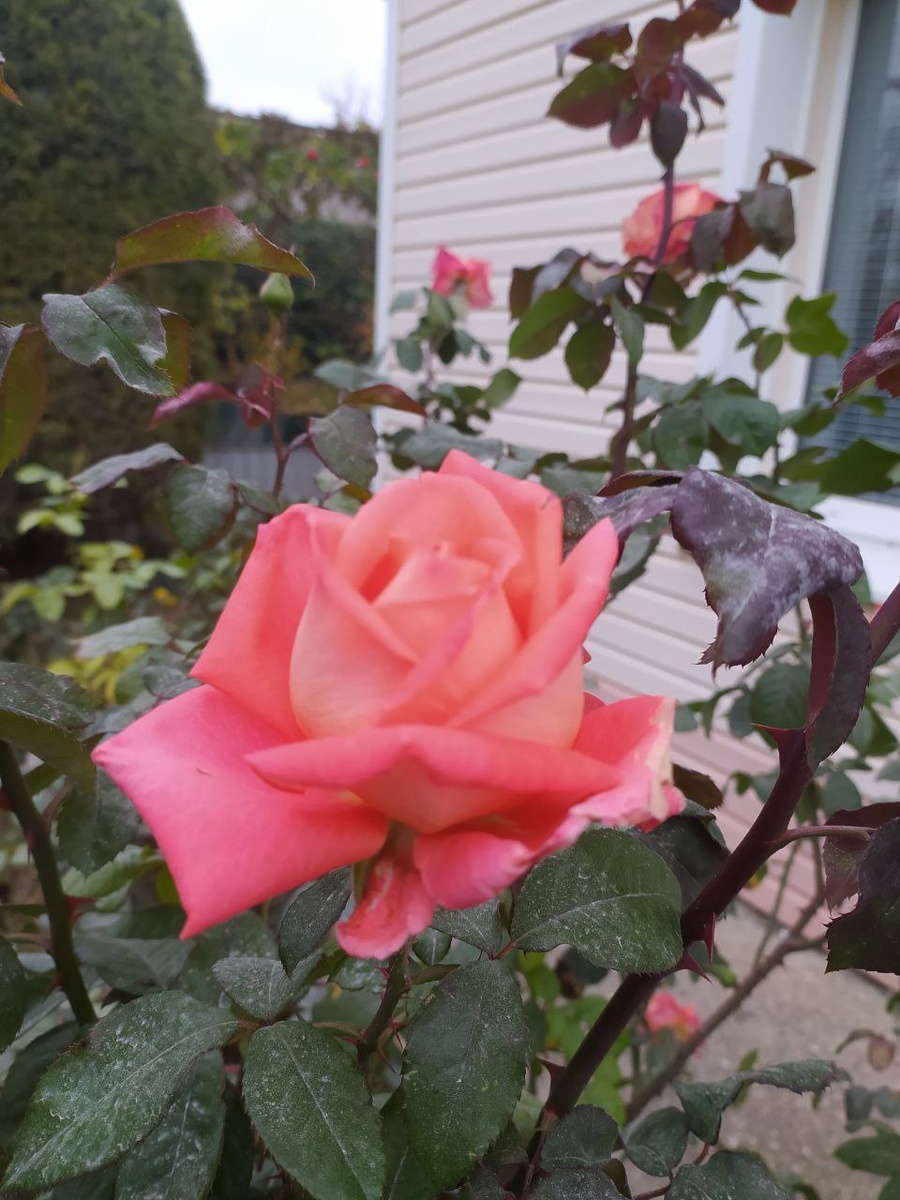 17.11.24 прислали друзья из Крыма.