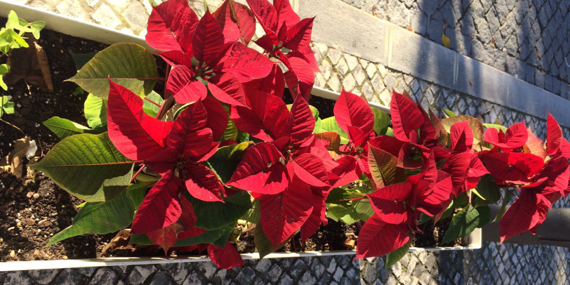 Пуансетия появляется на улицах незадолго до Рождества. Фото автора