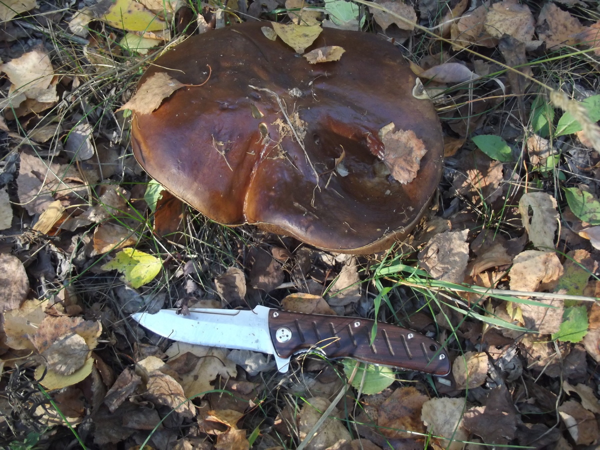 Октябрь 2015 нож и белый гриб перестарок