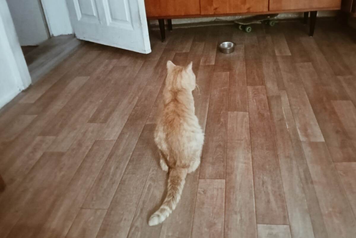 Барсик: - Сама ты козёл.