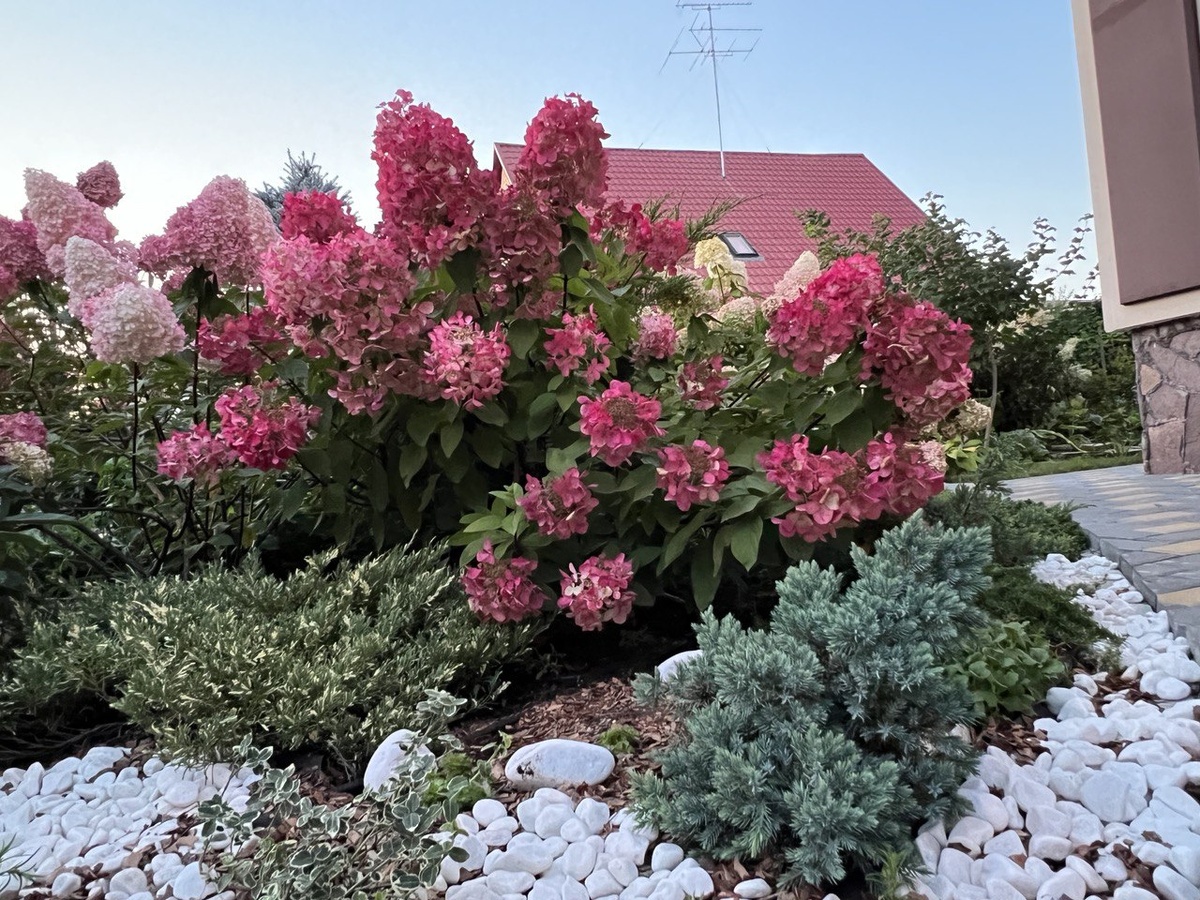 Метельчатые гортензии