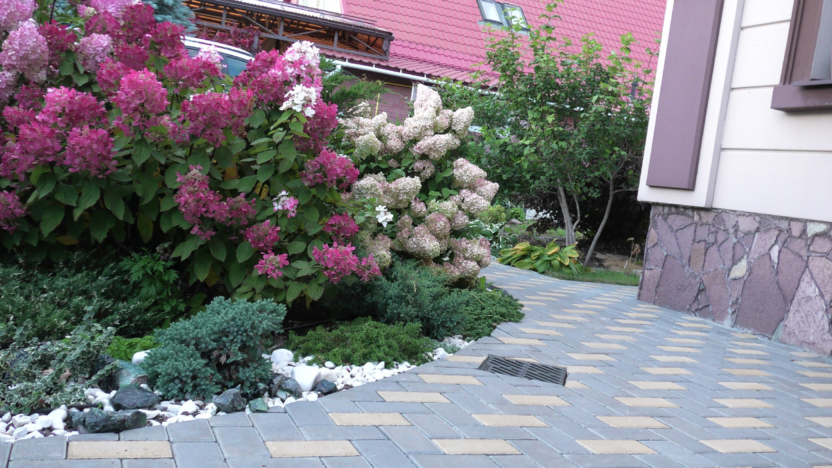 Гортензии в дизайне сада