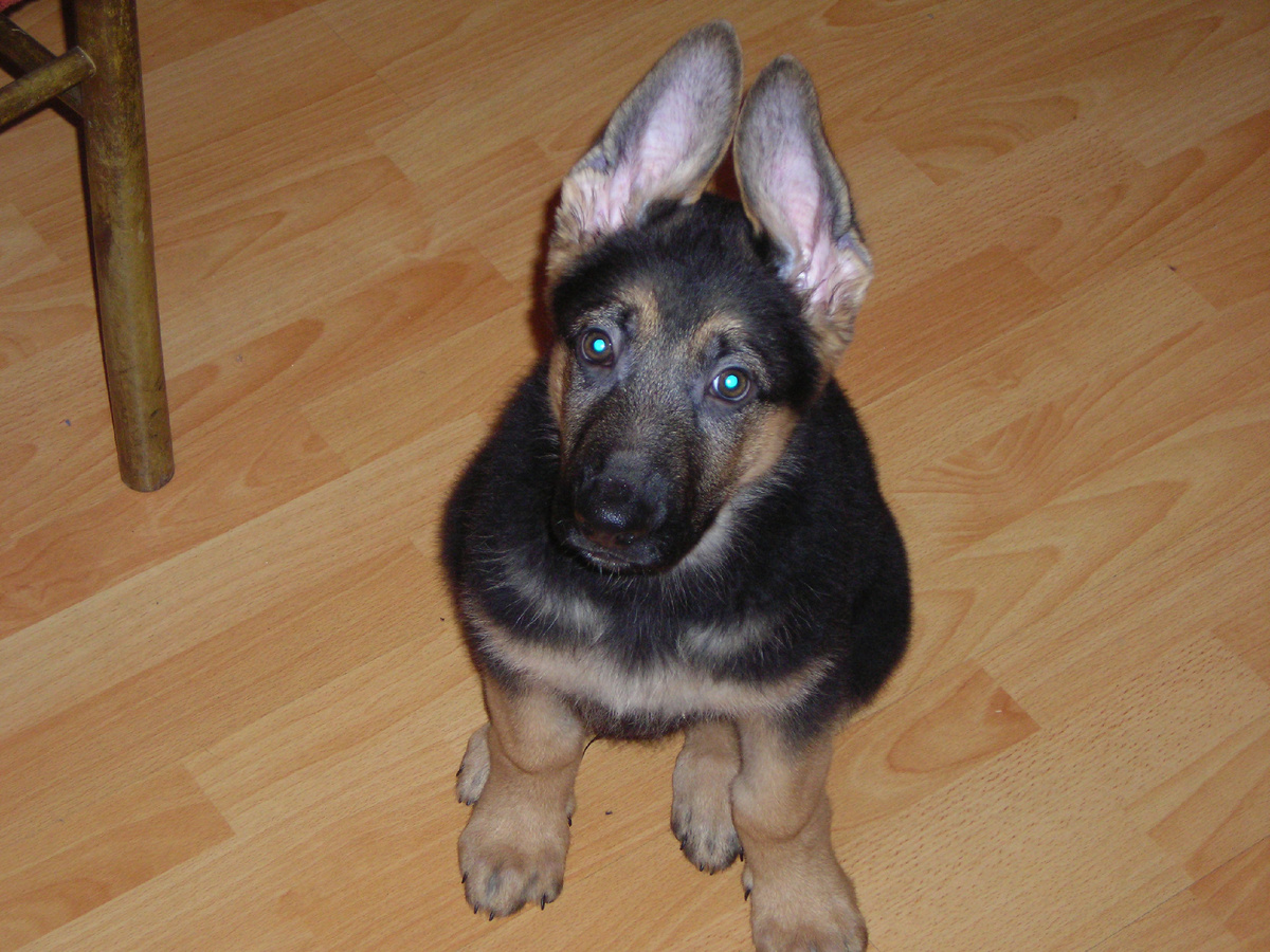 Вот такое чудо ушастое. 