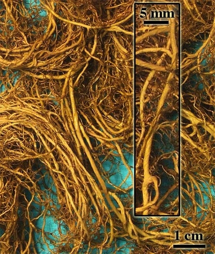 съедобный лишайник 