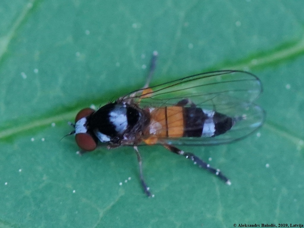 Грибная муха. Один из видов. 