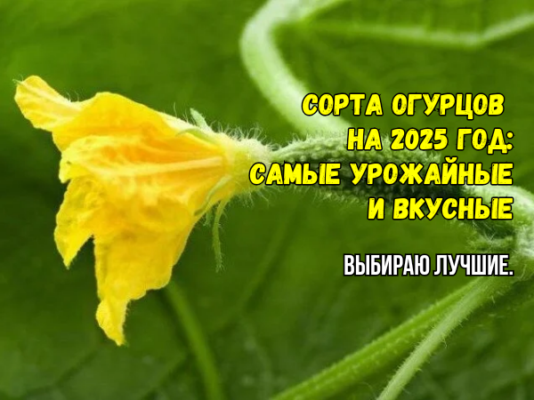 Сорта огурцов на 2025 год: мой беспроигрышный выбор. Урожайность - до 20 кг/м2, ранние, без горечи. С такими для огурцов ведер не хватит