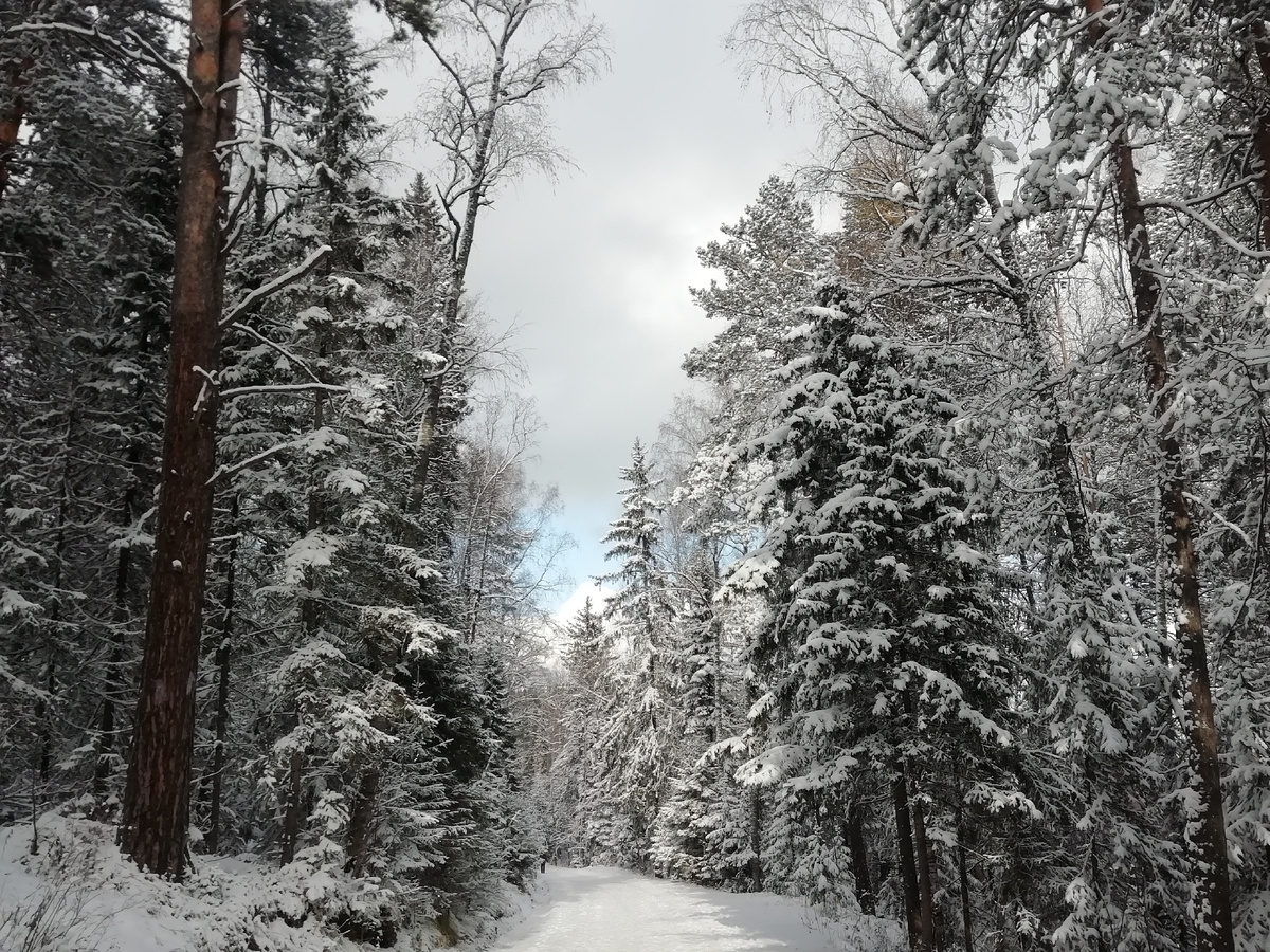 Зимний сосновый бор