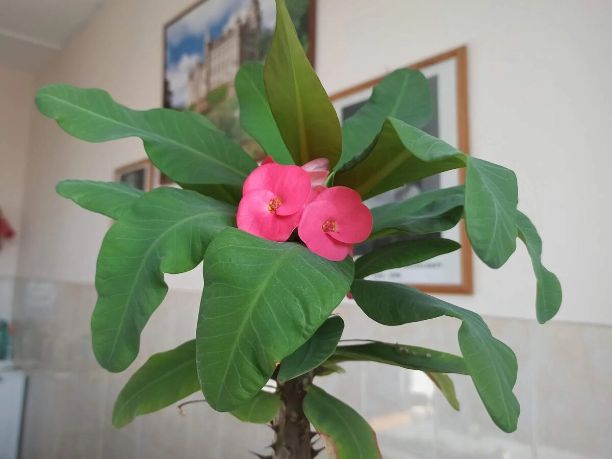 Молочай Миля