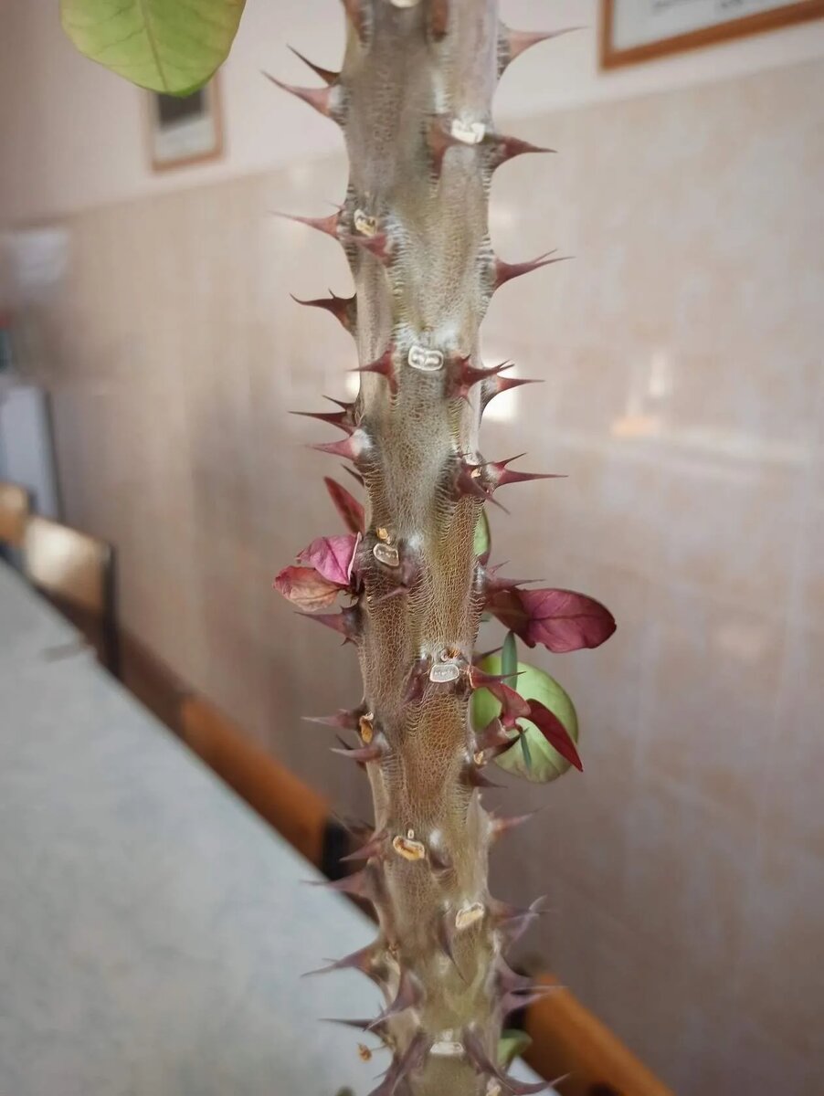 Шиповатый ствой молочая Миля