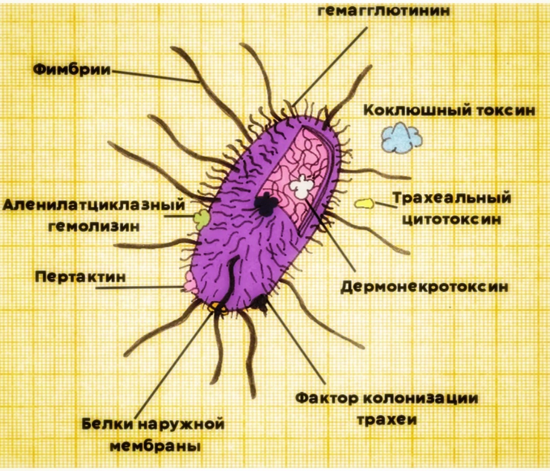 Изменённое изображение с сайта "Биомолекула": схематичное строение возбудителя коклюша