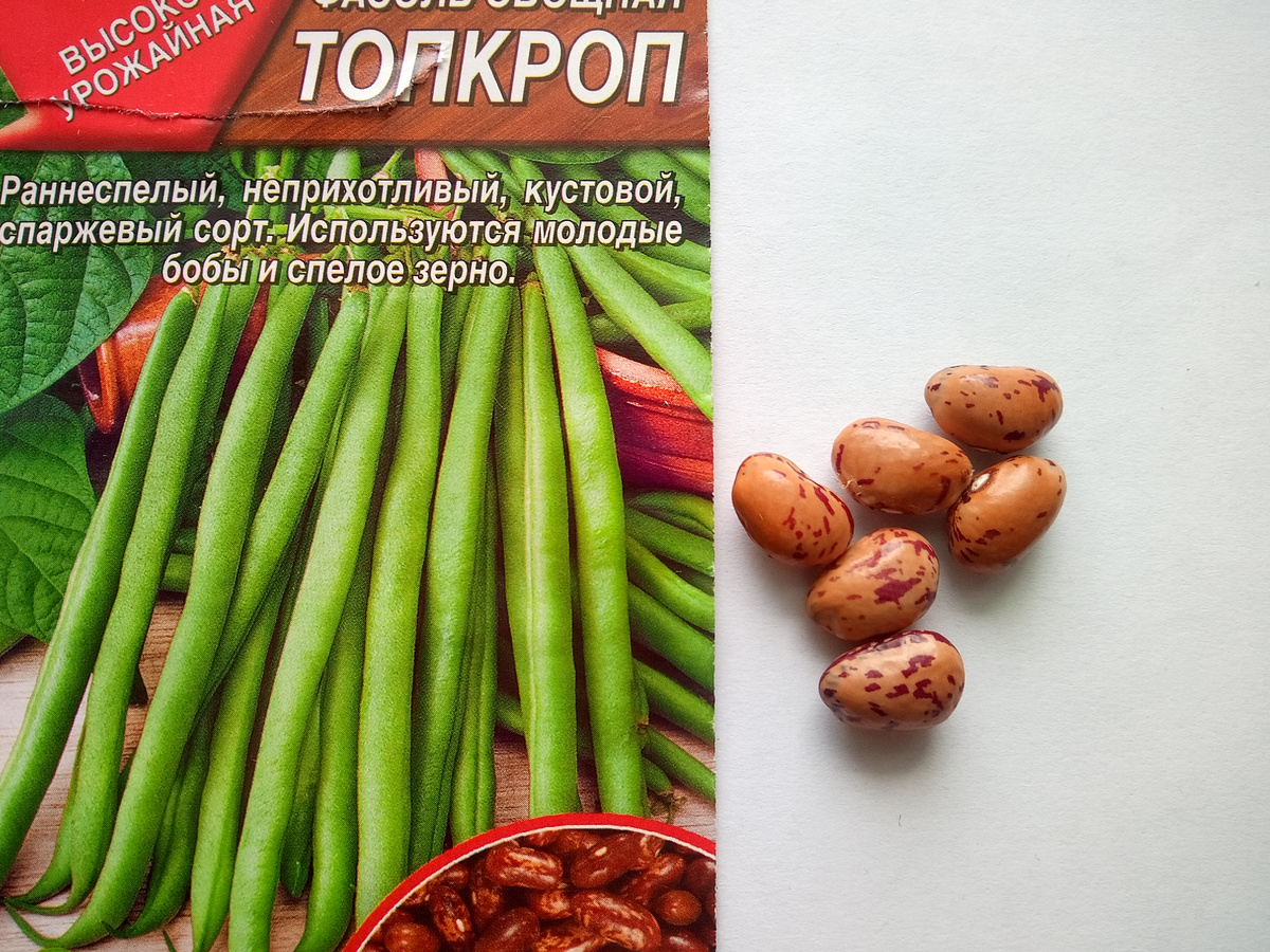 Топкроп-спаржевый, раннеспелый сорт. Устойчив к болезням. Первый урожай через 50-55 дней, после появления всходов. Подходит для консервирования.