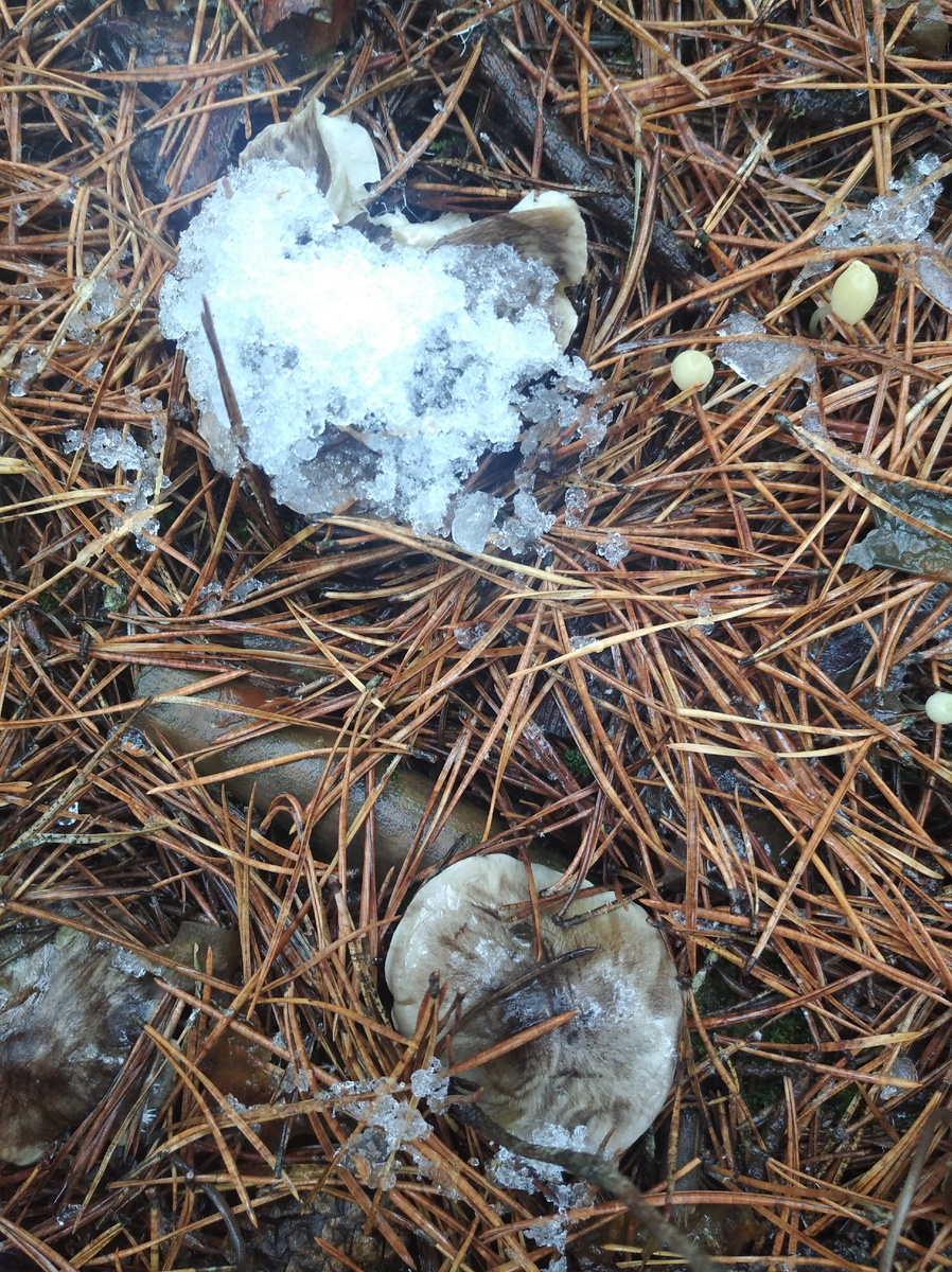 Штриховатые.