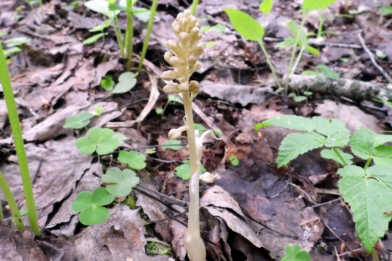    Усача изумрудного и стрелку болотную обнаружили ученые Вологодского госуниверситета во время исследования заказников "Сондугский", "Заозерский" и "Изониха"