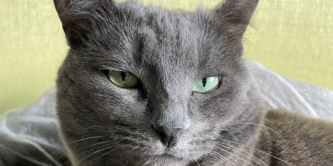 Это было странно–кошка разбудила меня рано утром, хотя до этого так не делала