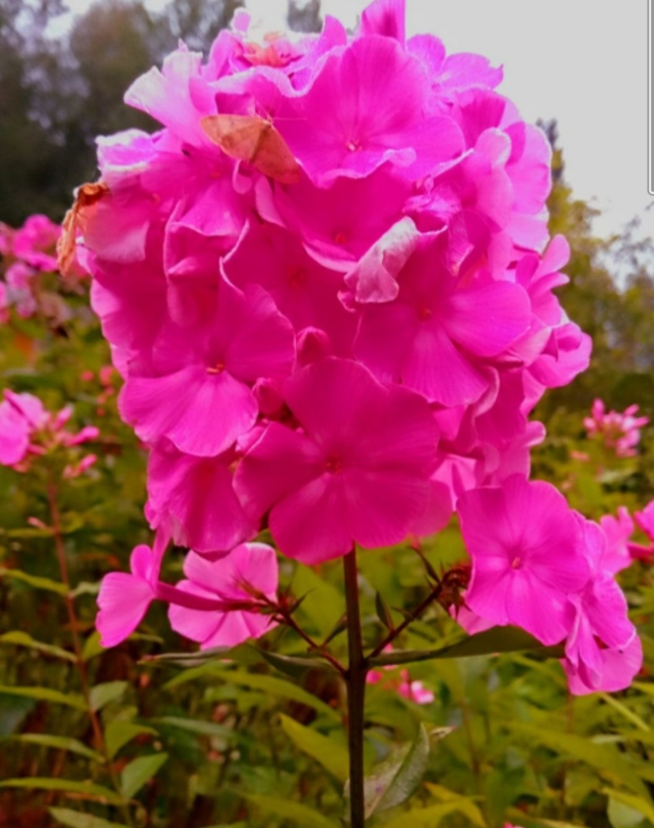 Первое цветение флокса Гламурная Девочка, июль