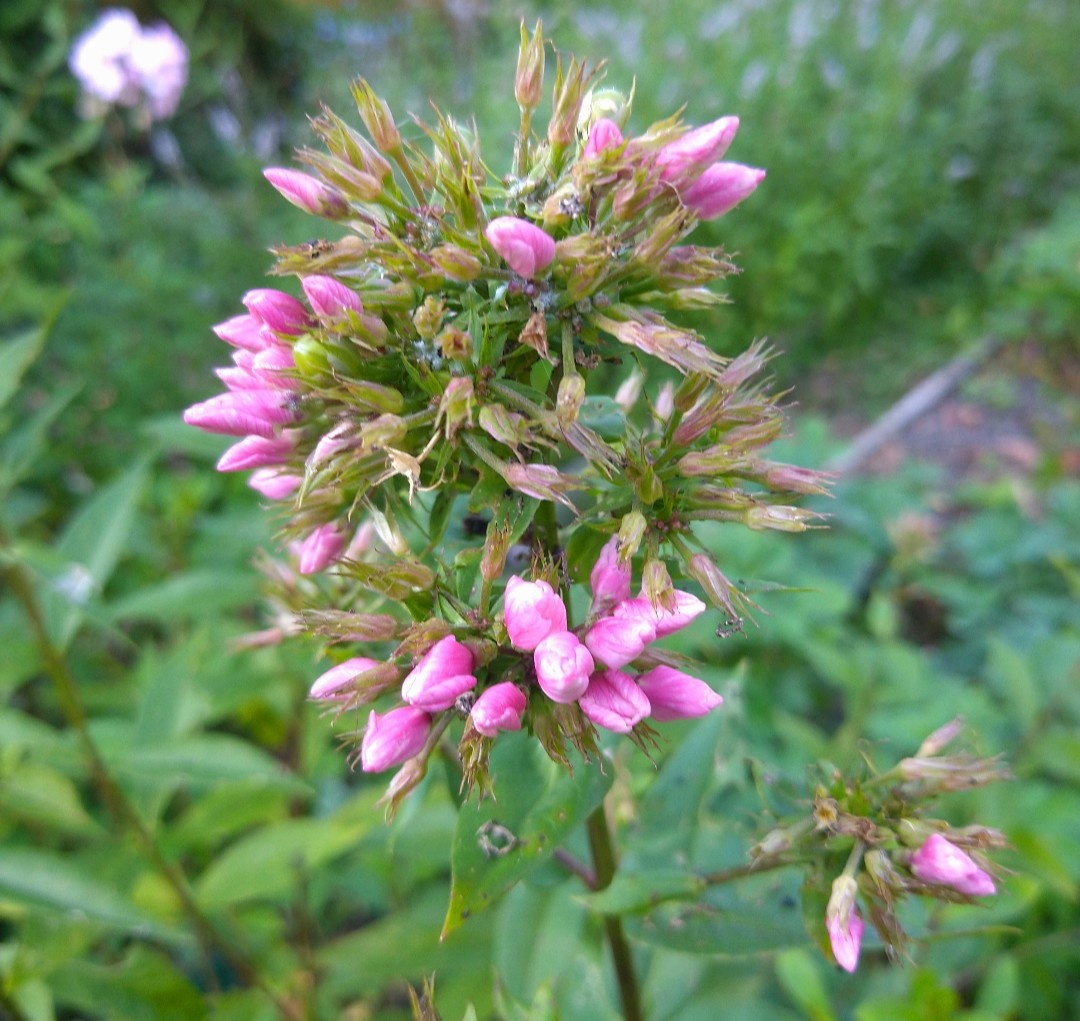 Образование цветков в кисти для повторного цветения, конец августа