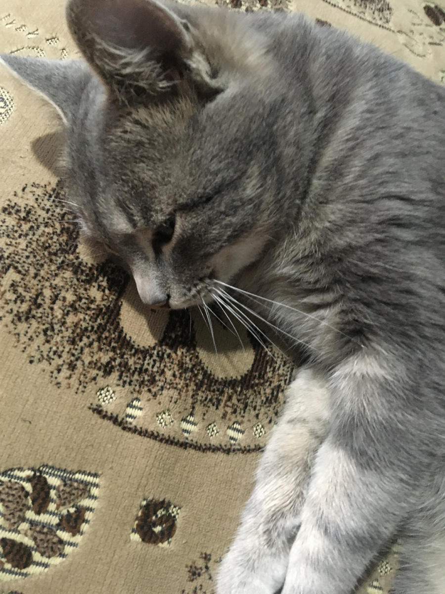 Сегодня Кузя - мой герой. Таблетки помогли, он стал снова упитанным и красивым. И даже воспитанным