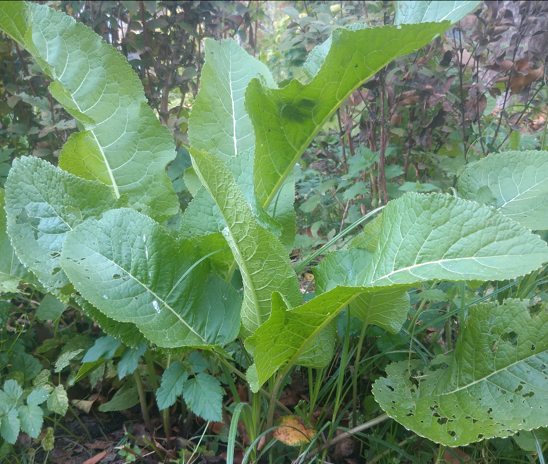 Русский хрен