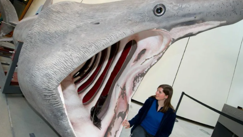 Потрогали бы его пасть?