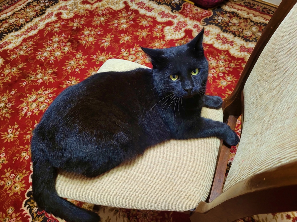 Дома наш проказник...