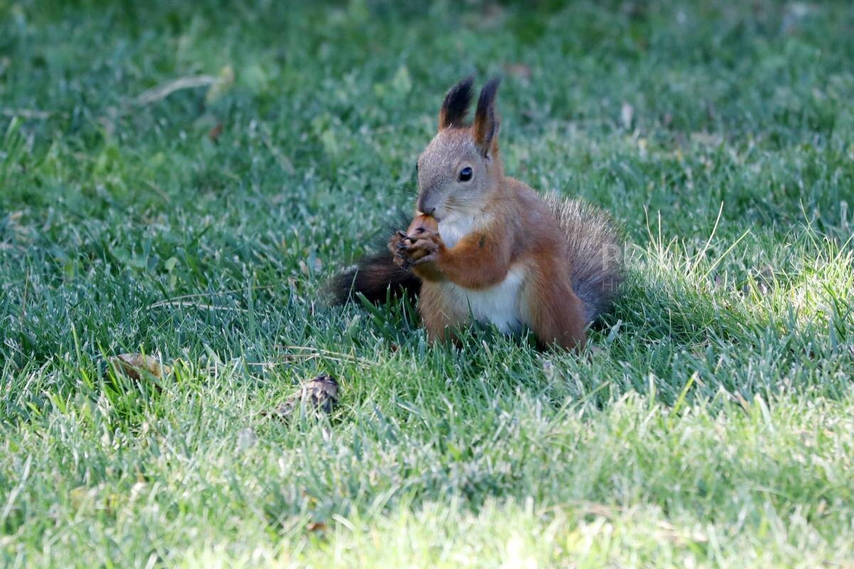    Белок можно встретить во всех районах области