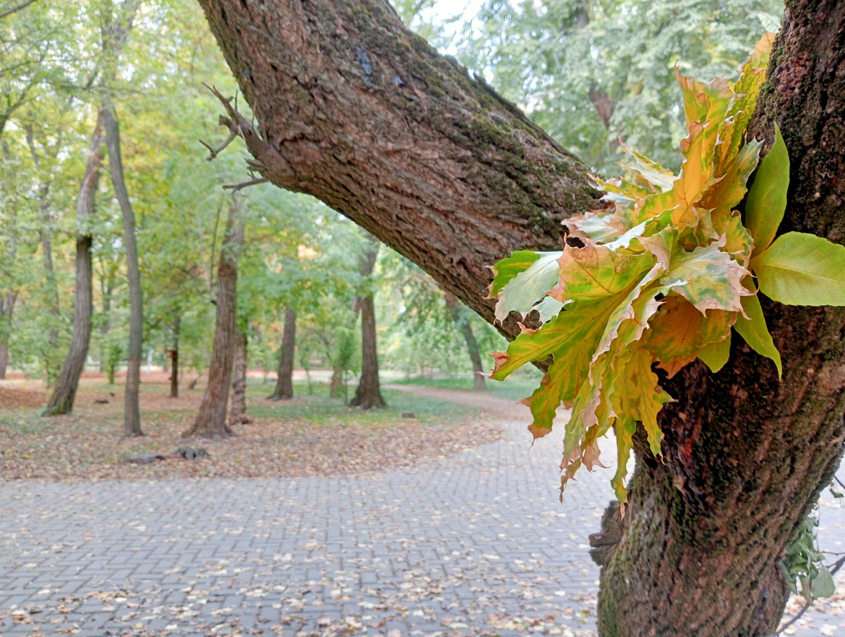 "Снова осень закружила карусель мелодий"... (А. Я. Розенбаум).