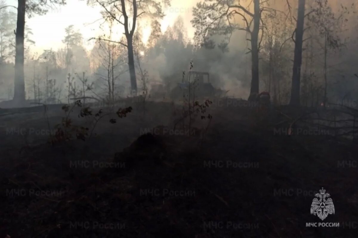    Псковская область отличилась в тушение лесных пожаров